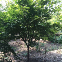 鸡爪槭5-6公分规格齐全货源足树形好 根系发达 雨翔苗木