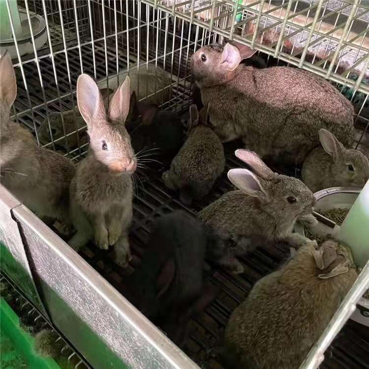 河北肉兔价格 比利时肉兔养殖基地
