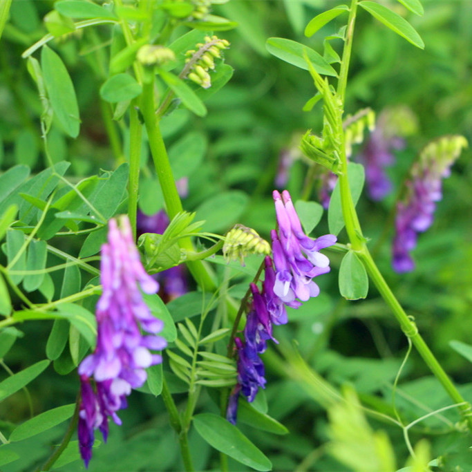 野豌豆种子供应 长柔毛野豌豆 窄叶野豌豆种批发