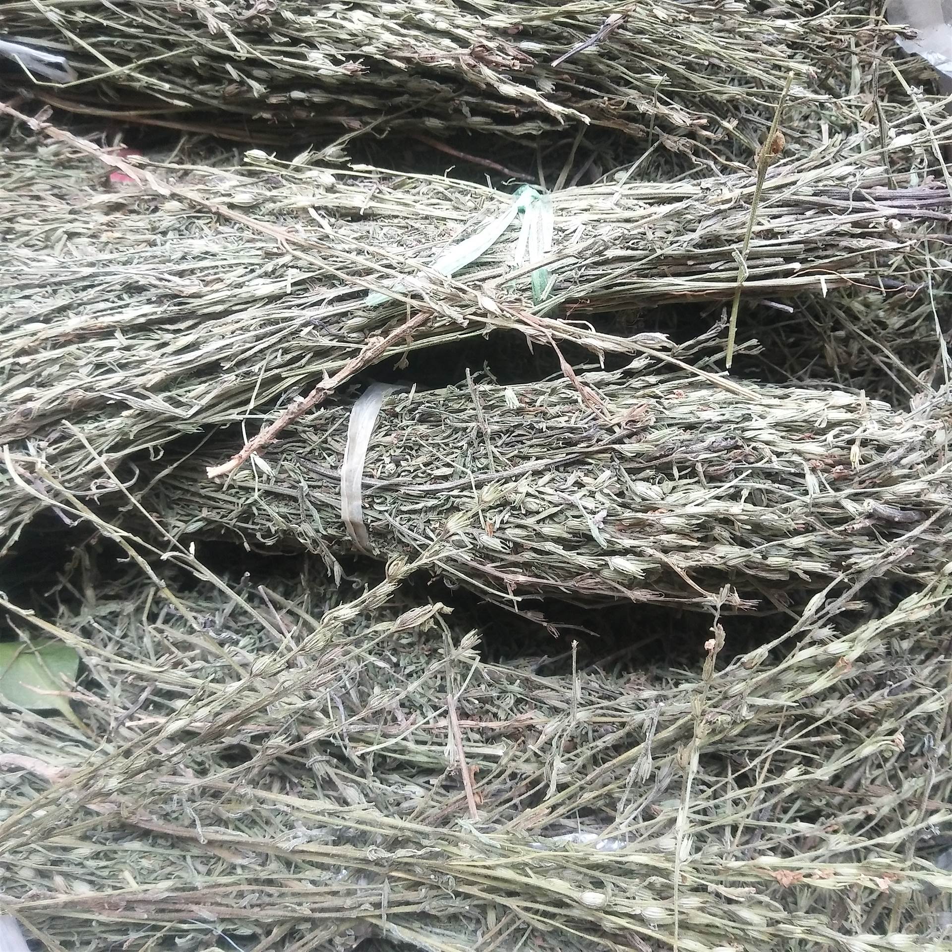 独脚金的批发价格