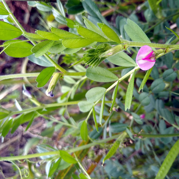 野豌豆种子供应 长柔毛野豌豆 窄叶野豌豆种批发