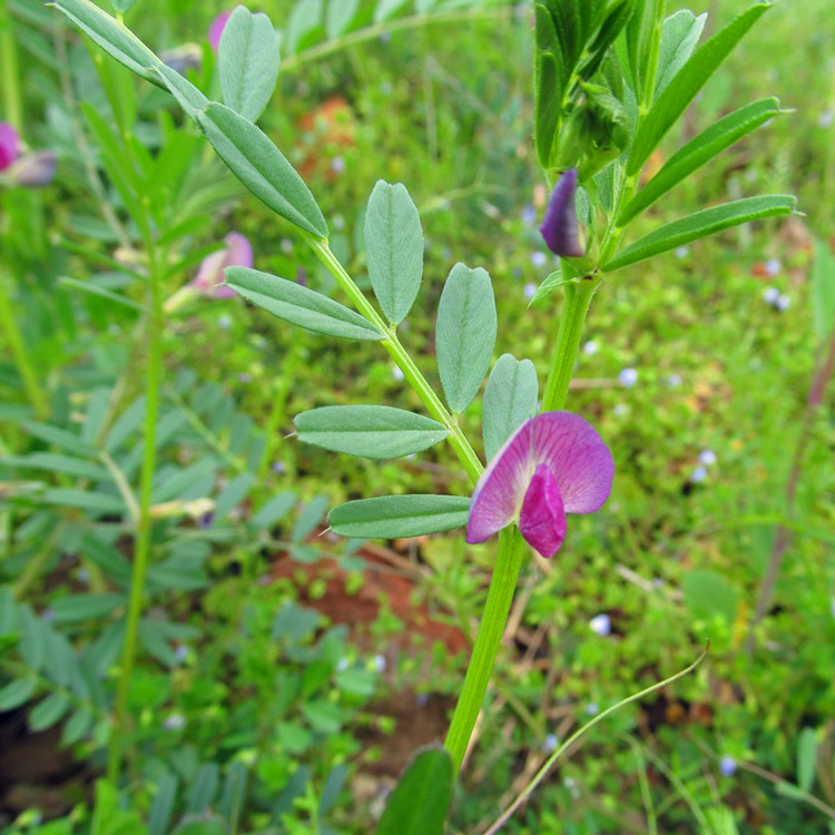 野豌豆种子供应 长柔毛野豌豆 窄叶野豌豆种批发