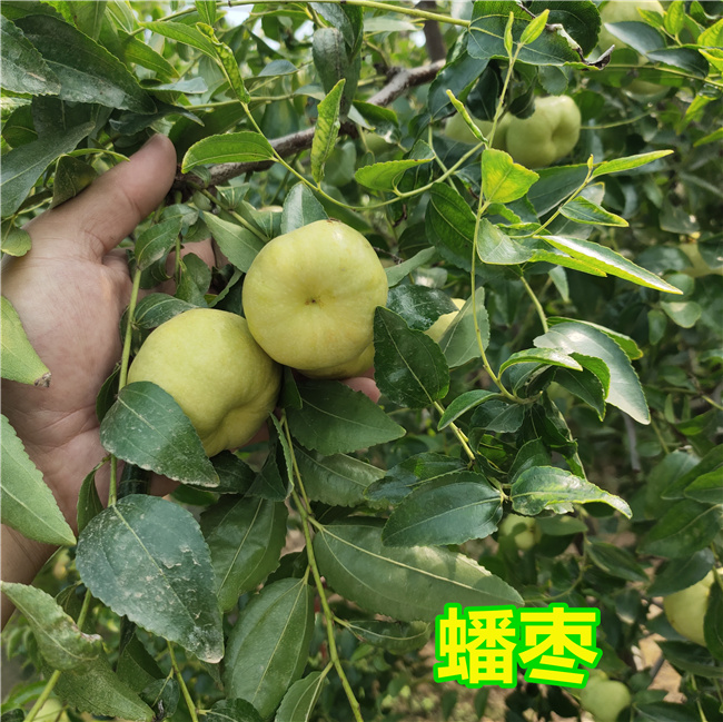 1年蟠枣苗种苗介绍 1年蟠枣苗