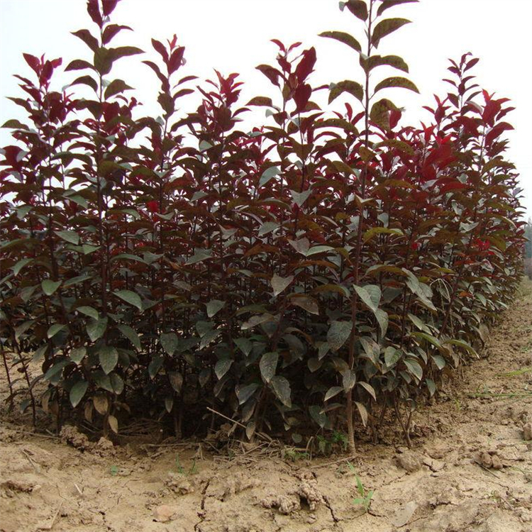 基地出售密枝红叶李球 庭院风景彩色树 市区厂区工程绿化树