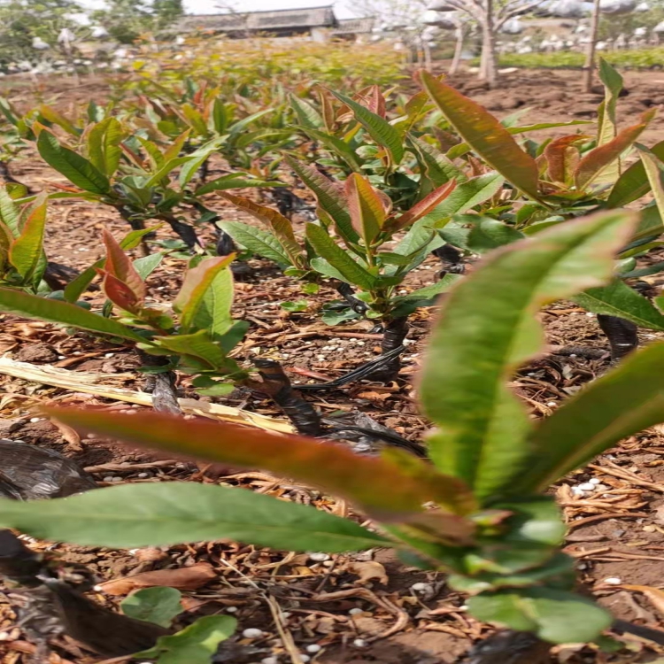 云南木瓜苗 丽江酸木瓜苗批发基地发货