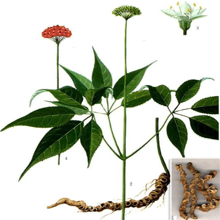 江西宜春竹节参种植方法野天麻功效作用白芨八角莲种植方法