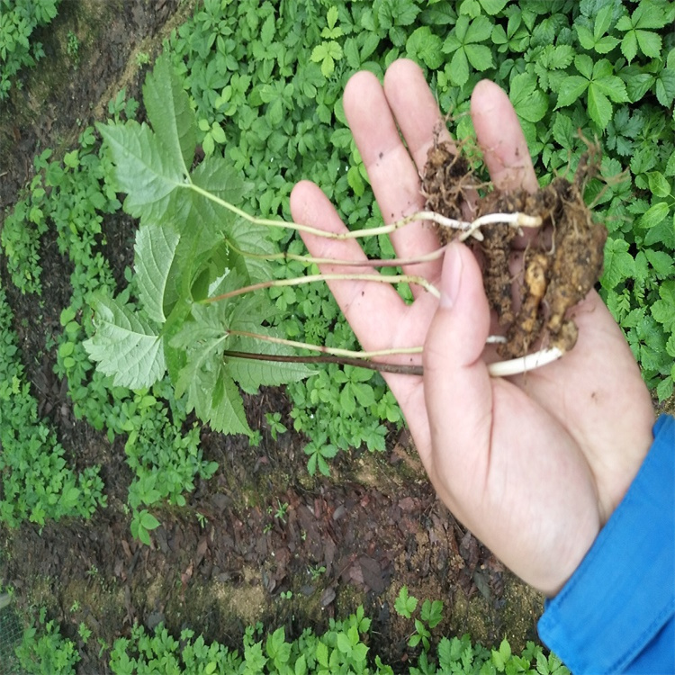 河南洛阳瀍河竹节参天麻怎么种植重楼黄精的价格行情地苦胆白芨的价格