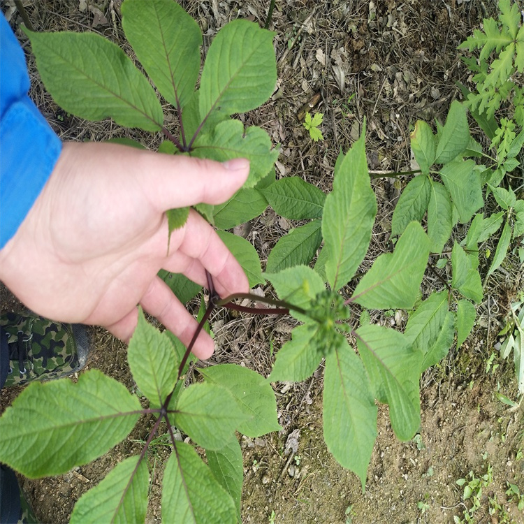 江苏常州钟楼竹节参天麻的种植成本重楼黄精的作用功效地苦胆白芨的