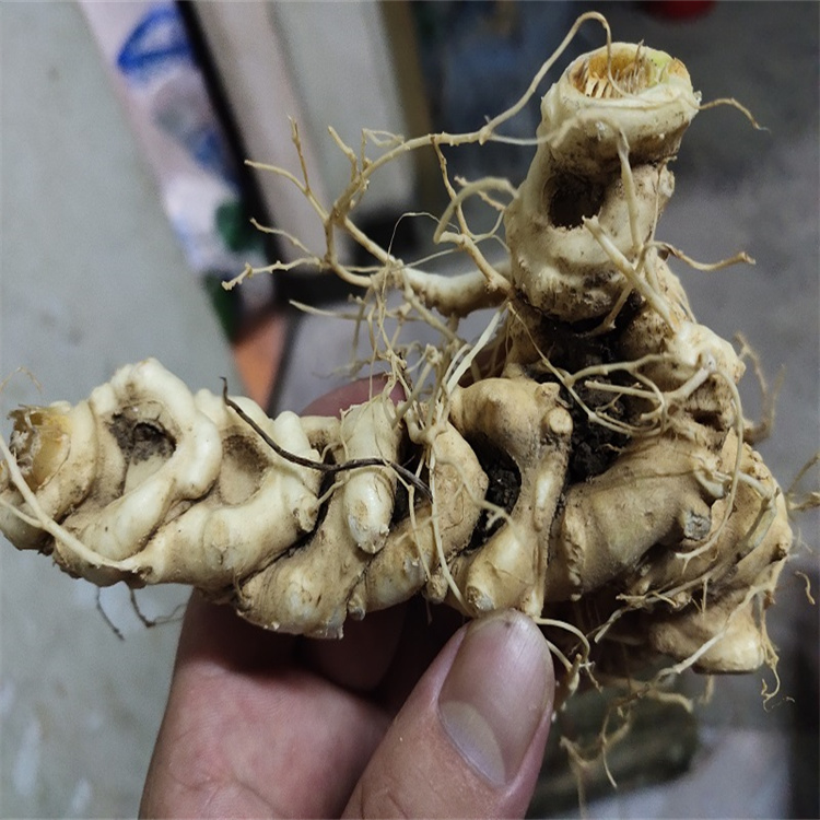 辽宁抚顺竹节参的作用功效野桑黄市场行情白芨八角莲的作用功效