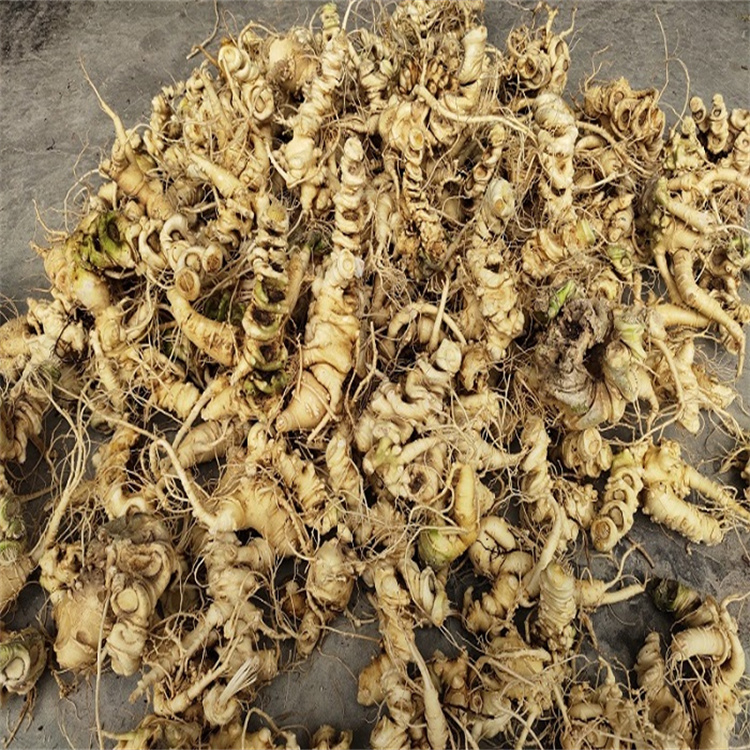 广东潮州湘桥竹节参天麻的作用功效重楼黄精的作用功效地苦胆白芨的