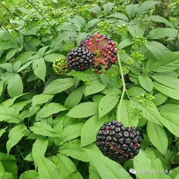 广东惠州竹节参种植季节野桑黄市场行情白芨八角莲的作用功效