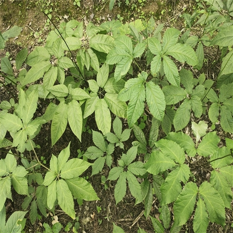 陝西咸陽楊陵竹節參天麻種植時間重樓黃精怎麼種植地苦膽白芨怎麼種植