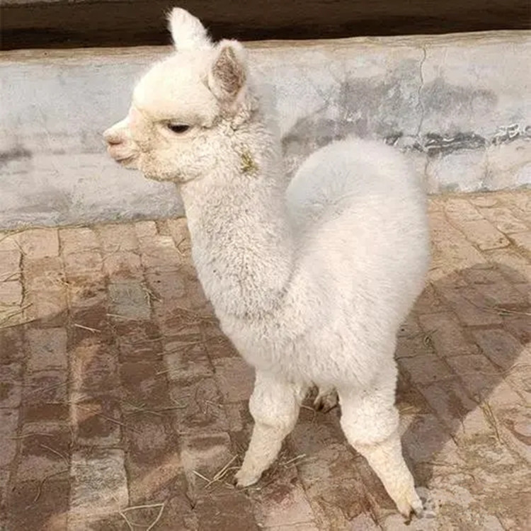 观赏小羊驼展览租赁 出售观赏羊驼 租赁宠物小羊驼