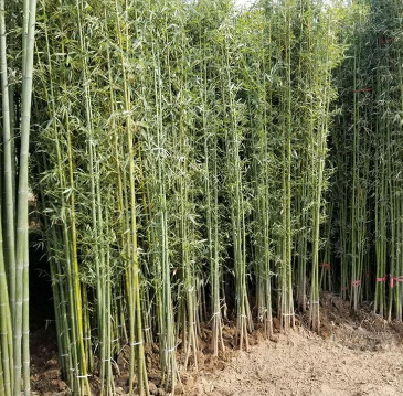 河南竹子价格,河南竹子基地,郑州竹子基地,郑州竹子价格