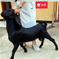 养殖黑山羊的日常安全要点