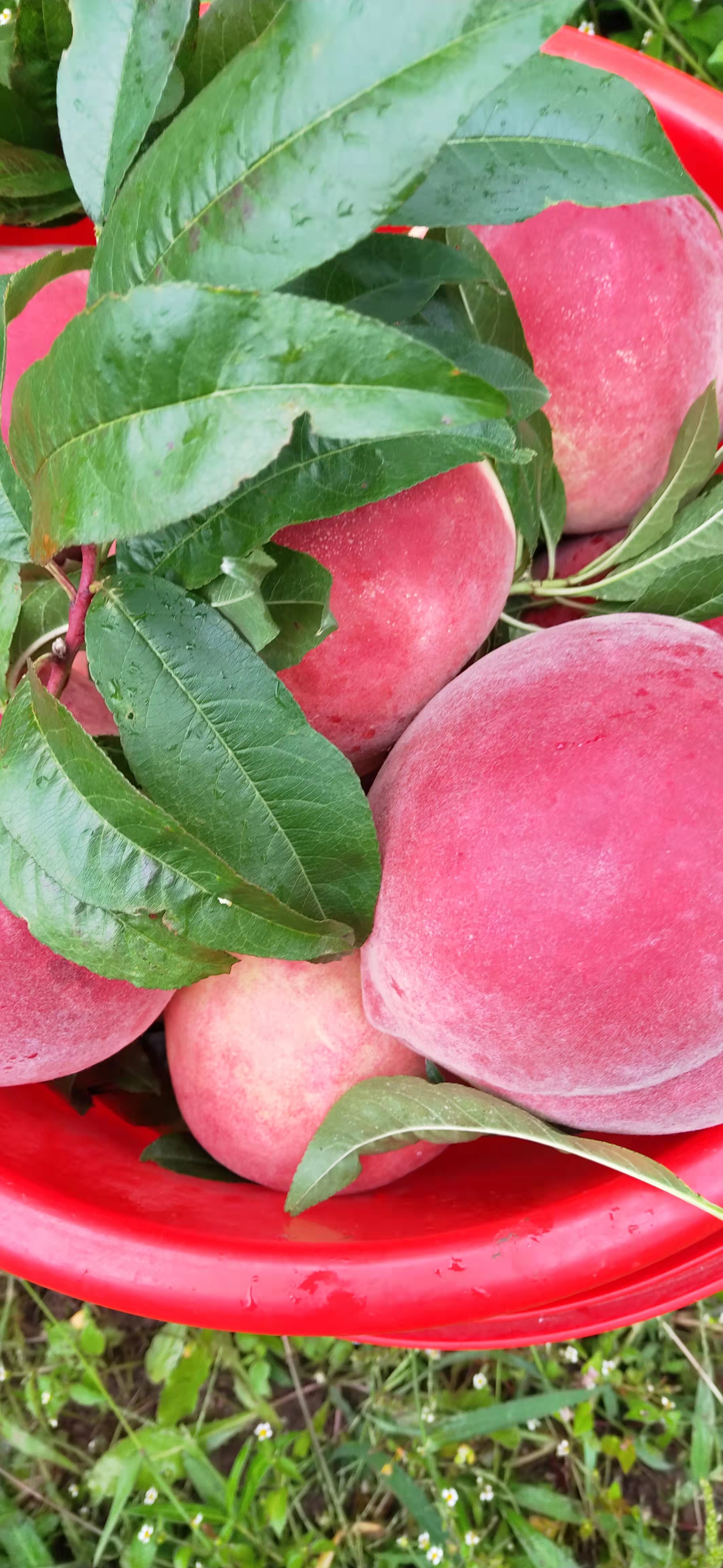 云南雪桃苗丽江基地发货包邮到家