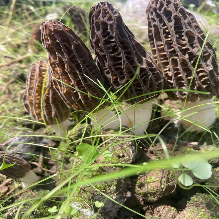 羊肚菌基地批发,羊肚菌自己基地种植销售,物美价廉