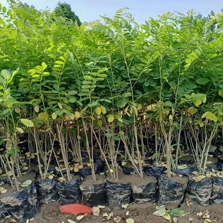 景观园林苗圃紫穗槐树苗园林紫穗槐供应源头厂家供货