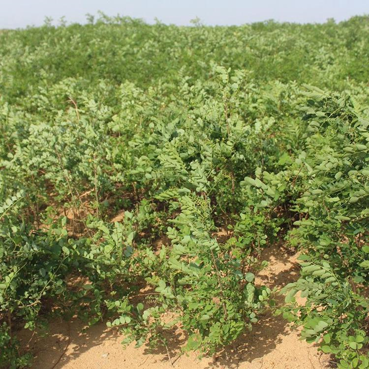 锦州紫穗槐小苗棉条苗沈阳绿化苗圃
