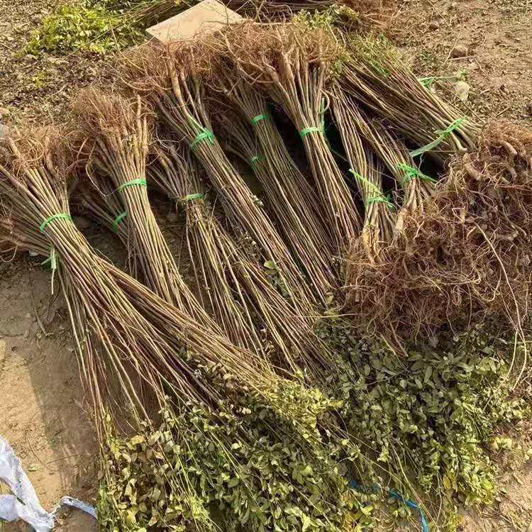 阜新供应紫穗槐紫穗槐地栽苗源头厂家供货