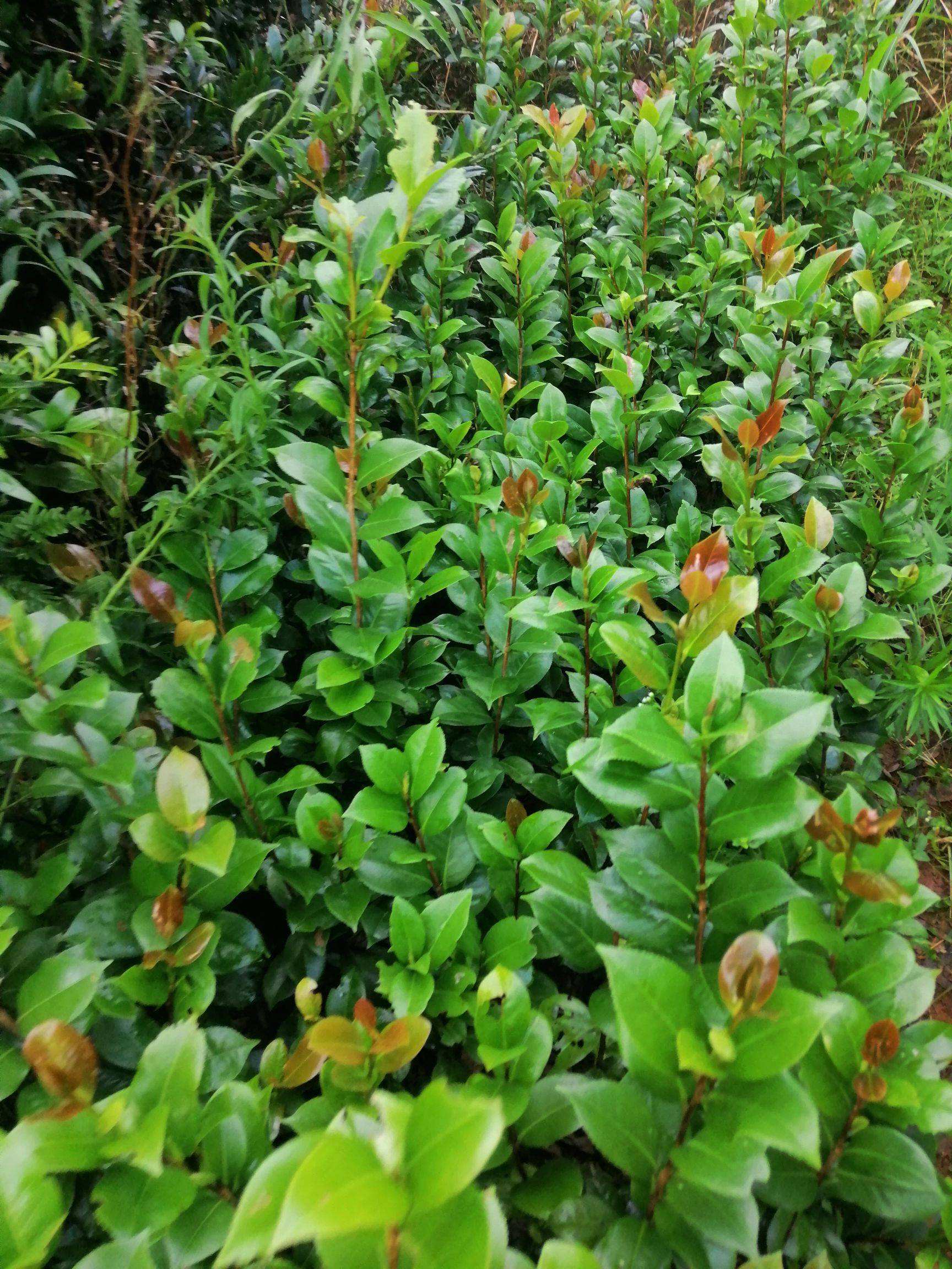 基地批发茶花袋苗 重庆山茶花苗价格 图片仅供参考