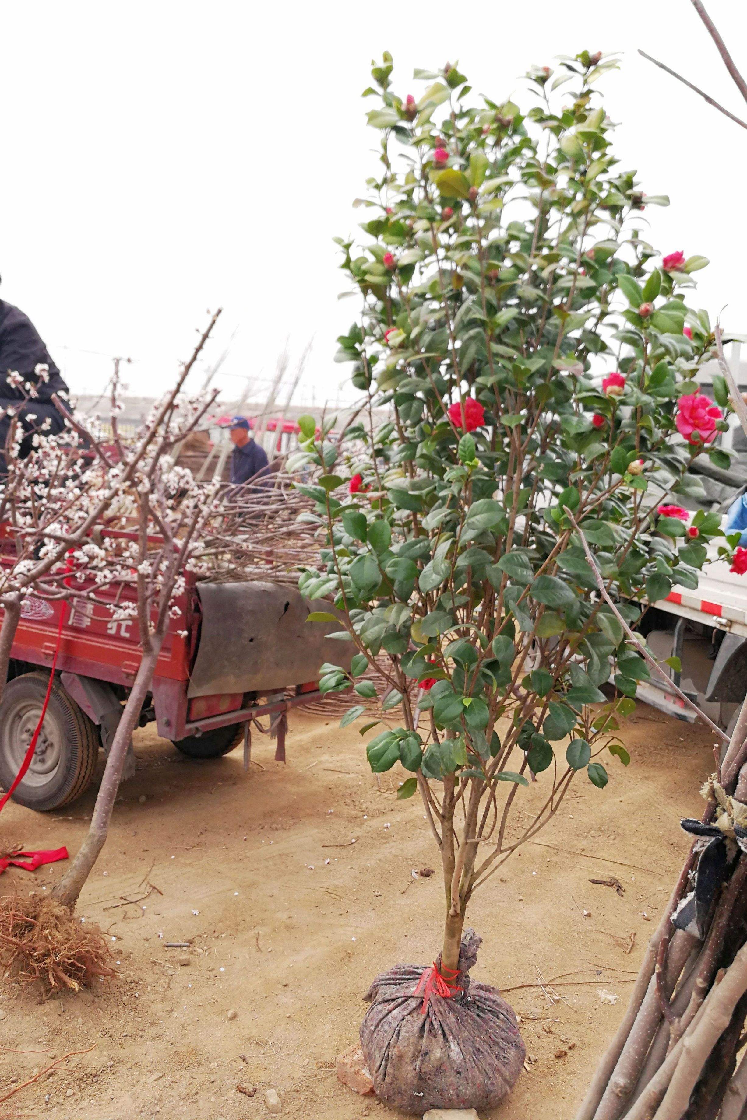 供應茶花小苗四川精品茶花球價格此信息長期有效