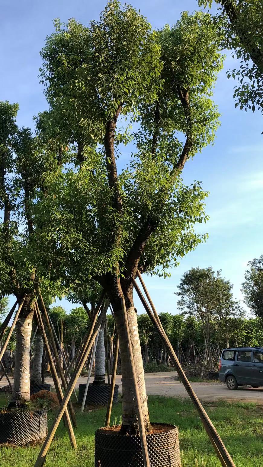 云南大量供应多杆移栽香樟树 小叶香樟树苗木 可全国发货 欢迎咨询