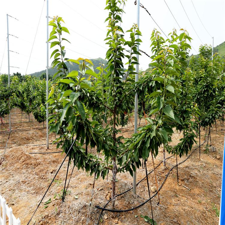 供应新品种美早樱桃树苗圃大量车厘子樱桃丰产性强