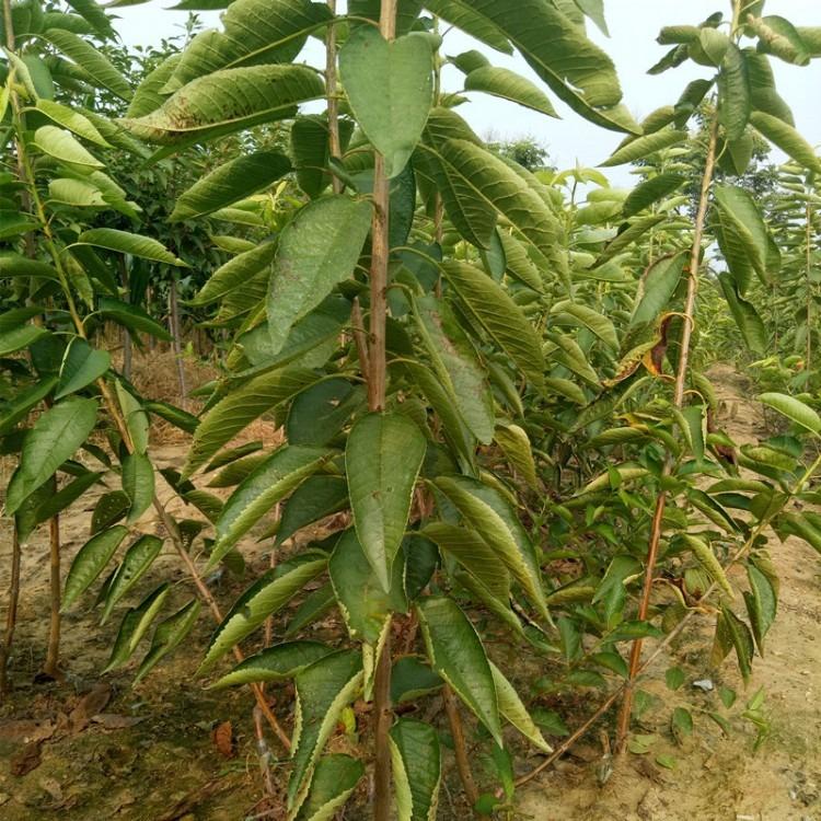 供应新品种美早樱桃树苗圃大量车厘子樱桃丰产性强