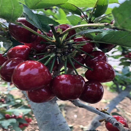 俄罗斯8号樱桃苗价钱自繁自育三年樱桃树耐寒品种