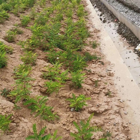 阜新供应紫穗槐紫穗槐地栽苗源头厂家供货