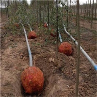 3公分白杨树价格，新疆杨种植基地，毛白杨基地