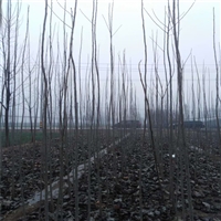8公分毛白杨价格，新疆杨种植基地，杨树苗基地