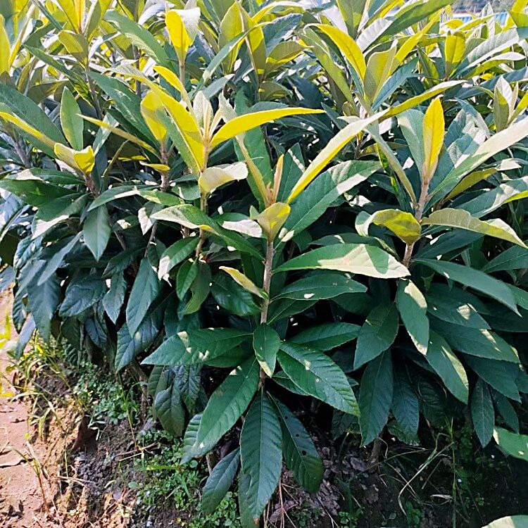 枇杷树嫁接方法