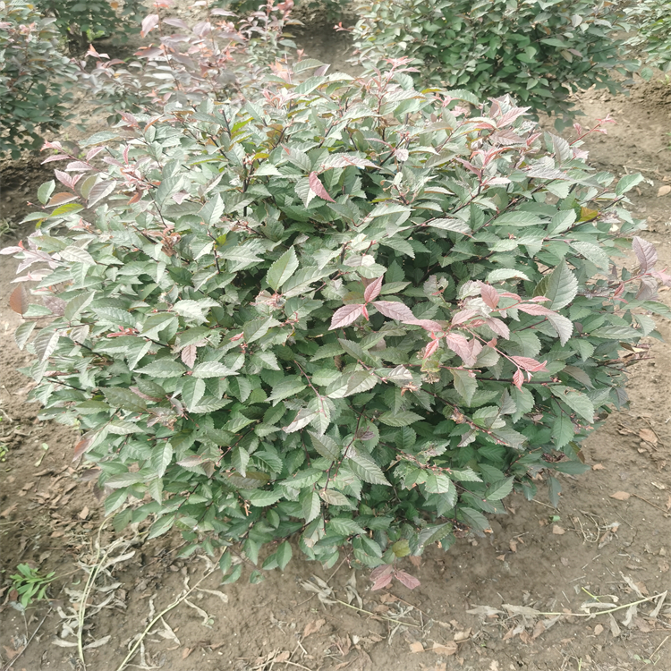 耐寒彩叶苗木 重瓣榆叶梅苗 绿叶榆叶梅球 景区绿化苗
