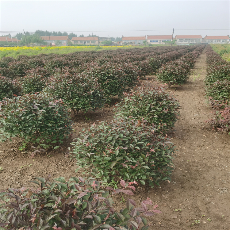 茂密,花繁色豔,是中國北方園林,街道,路邊等重要的綠化觀花灌木樹種