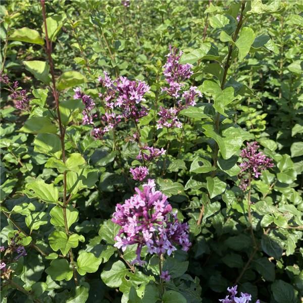 现挖现卖小叶丁香小叶丁香价格北方园林植物
