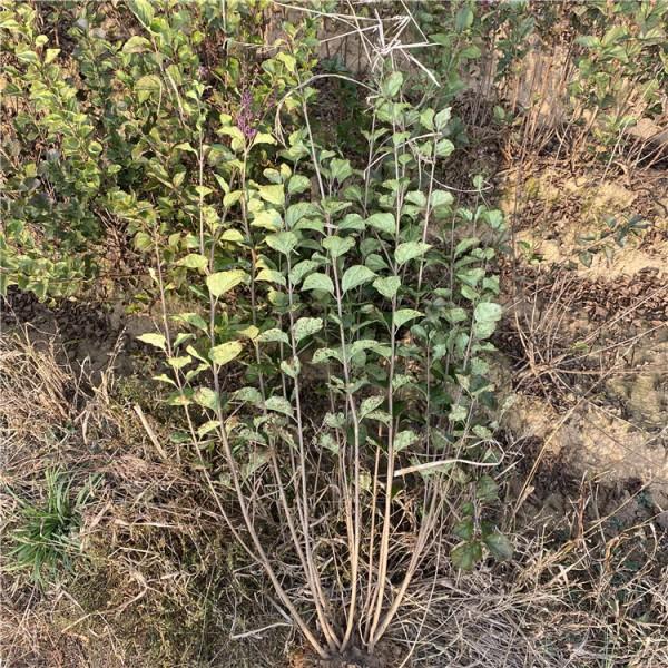 鞍山小叶丁香基地四季丁香工程绿化苗绿化观花灌木