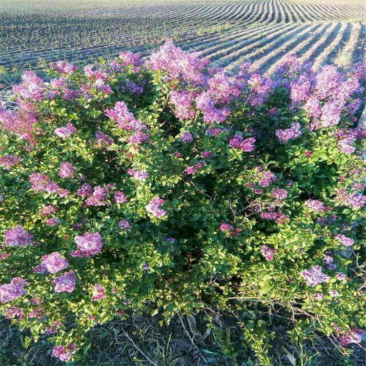 现挖现卖小叶丁香小叶丁香价格北方园林植物