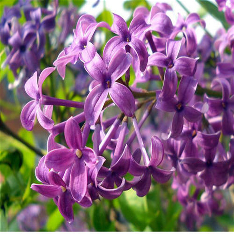 长春小叶丁香球2年生小叶丁香圃地直供