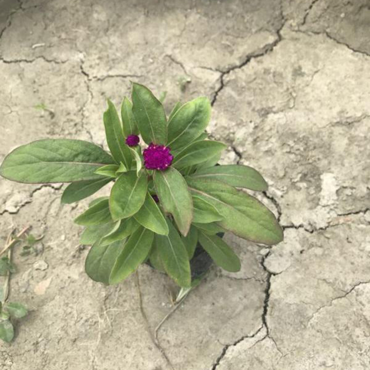 山东千日红种植基地批发千日红苗子质量保障