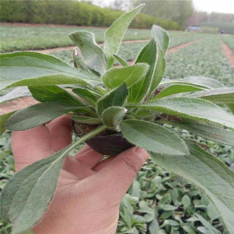 耐寒多年生宿根花卉黑心菊价格云泽黑心菊幼苗