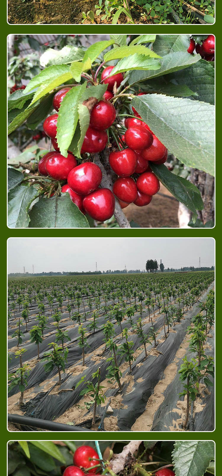 美国车厘子樱桃树苗布鲁克斯樱桃树繁育基地