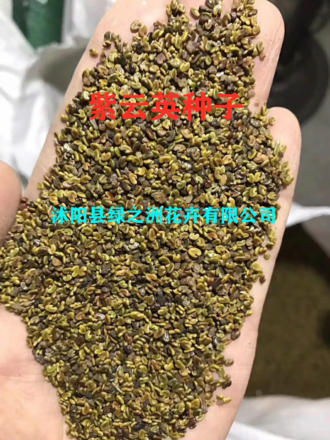 喂羊牧草种子供应图片