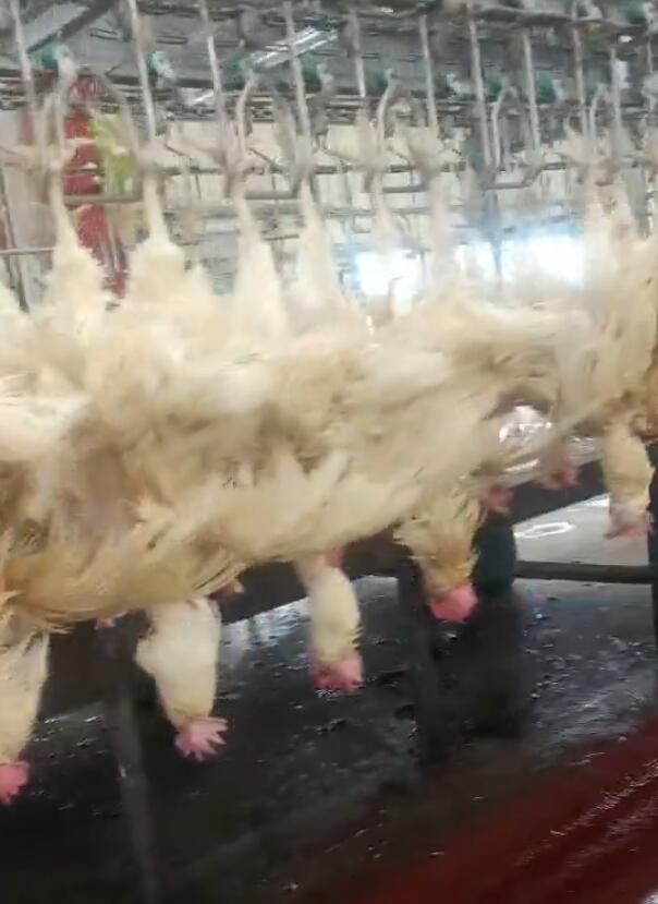 鸡屠宰流水线