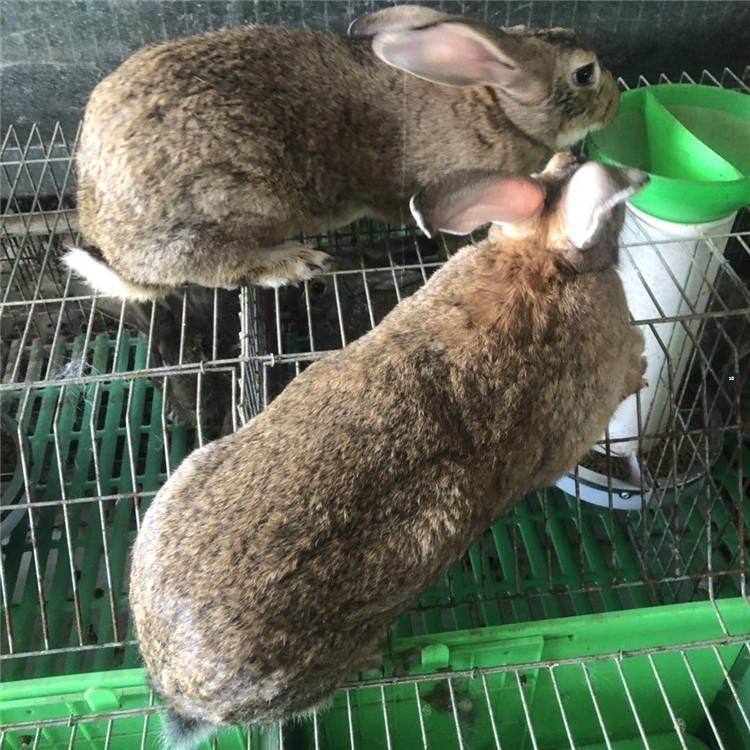 河北肉兔价格 比利时肉兔养殖基地