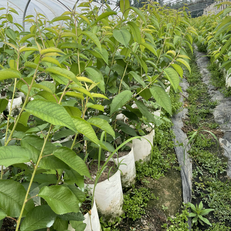 高產易成活雷潔娜櫻桃樹苗科迪亞櫻桃苗培育基地