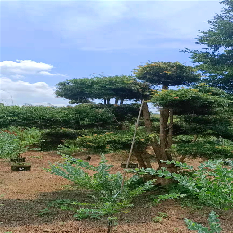 杜松批发造型杜松盆景福建厂家直供欢迎咨询