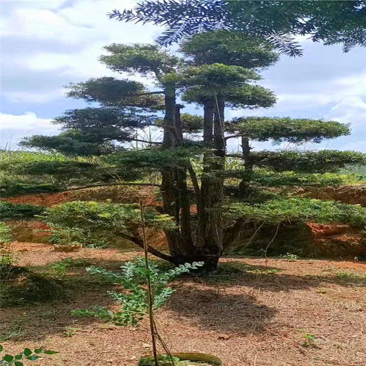 杜松批发造型杜松盆景福建厂家直供欢迎咨询