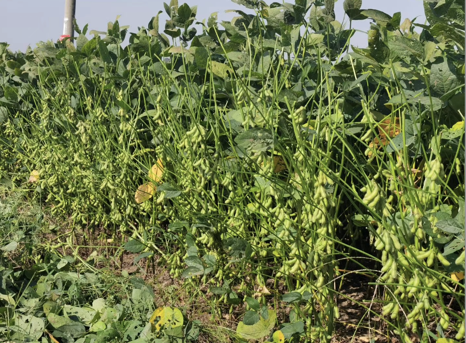 種植大豆高產量選鄭1307出售大豆黃豆